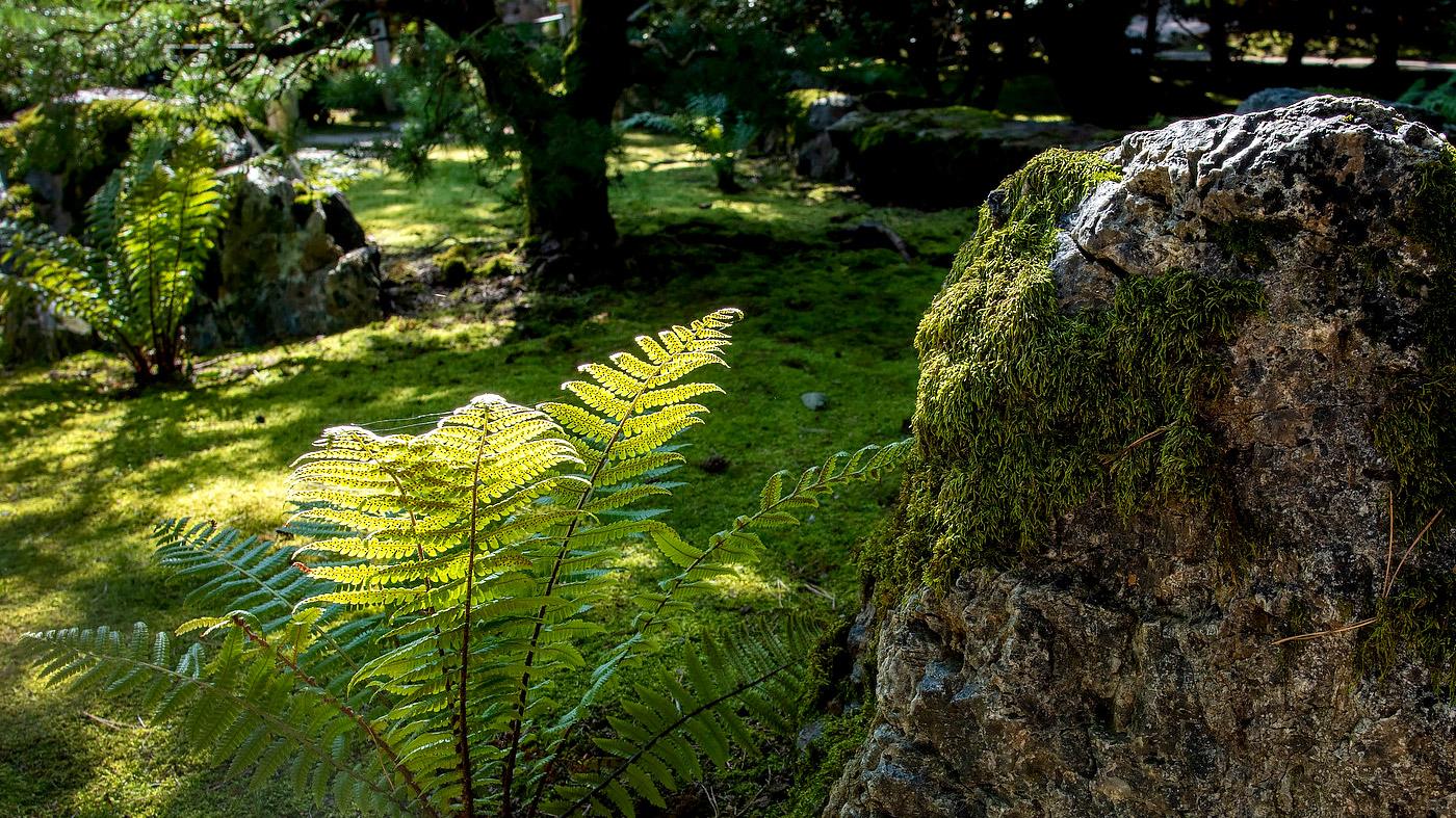 Designing the Shade Garden