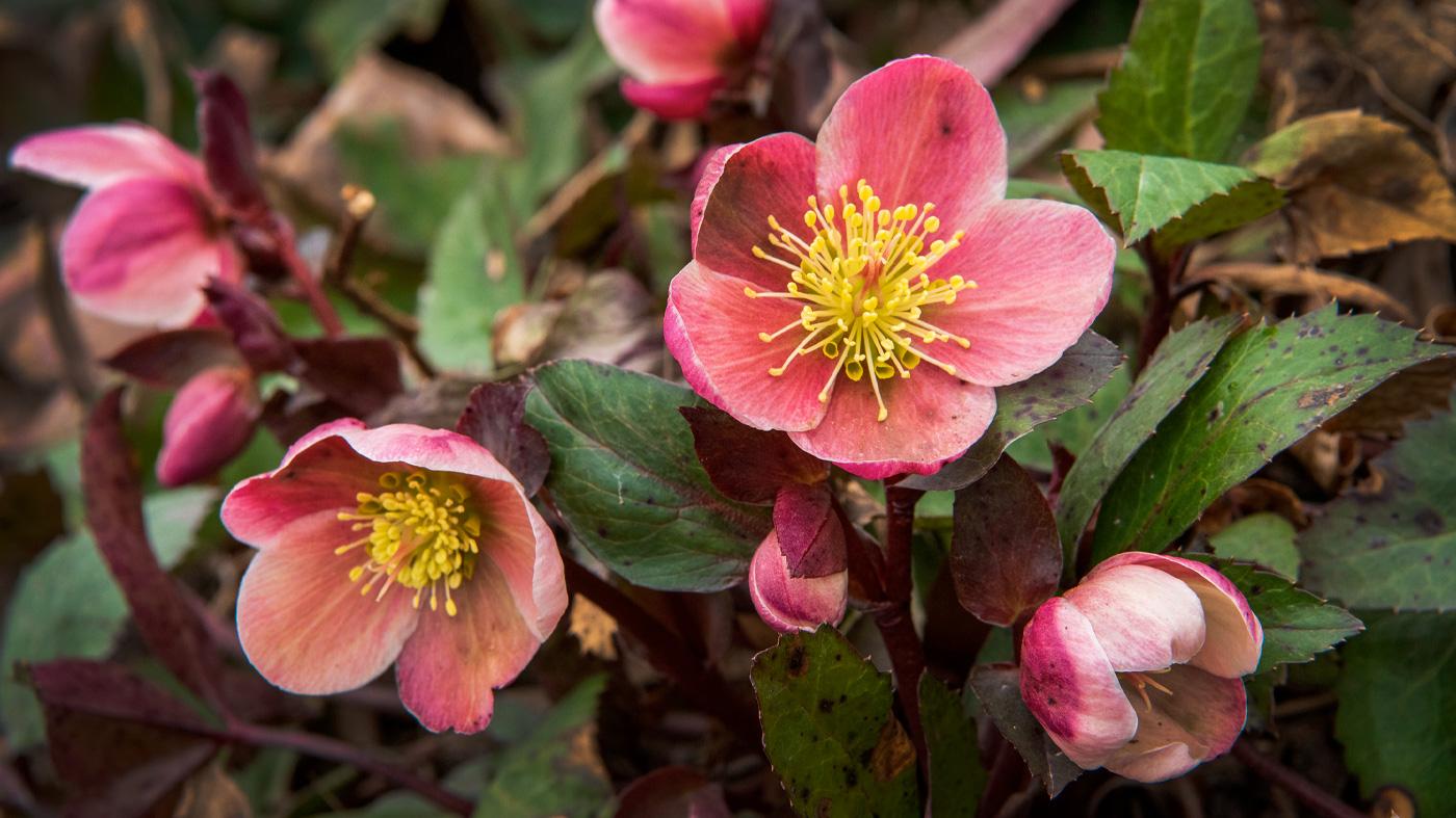Shade-Loving Native Plants