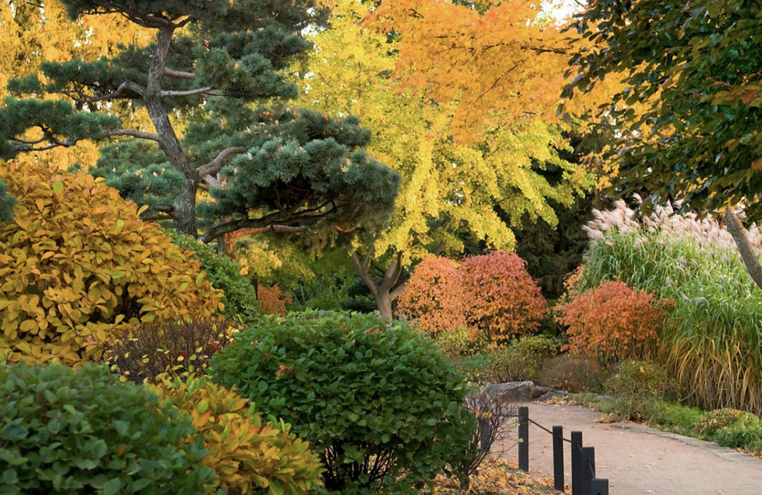 Best Shrubs for Fall Color: Online