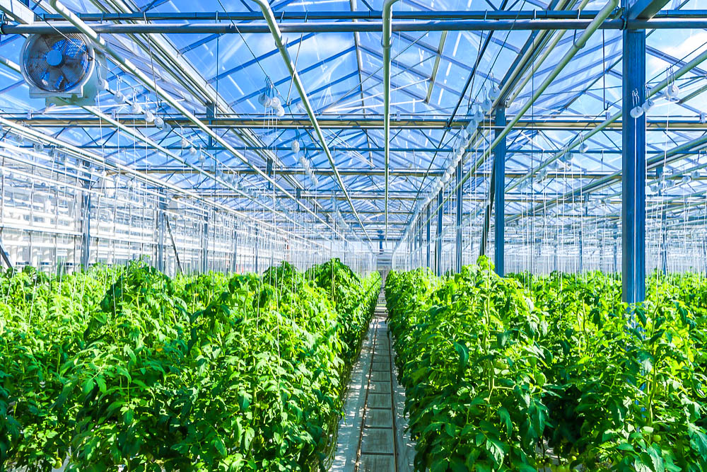 Backstage: Production Greenhouses