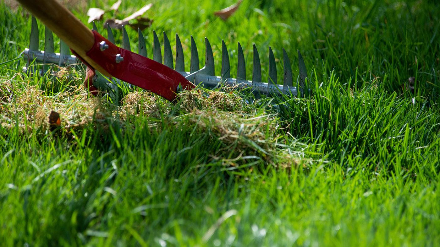 Spring Lawn Care