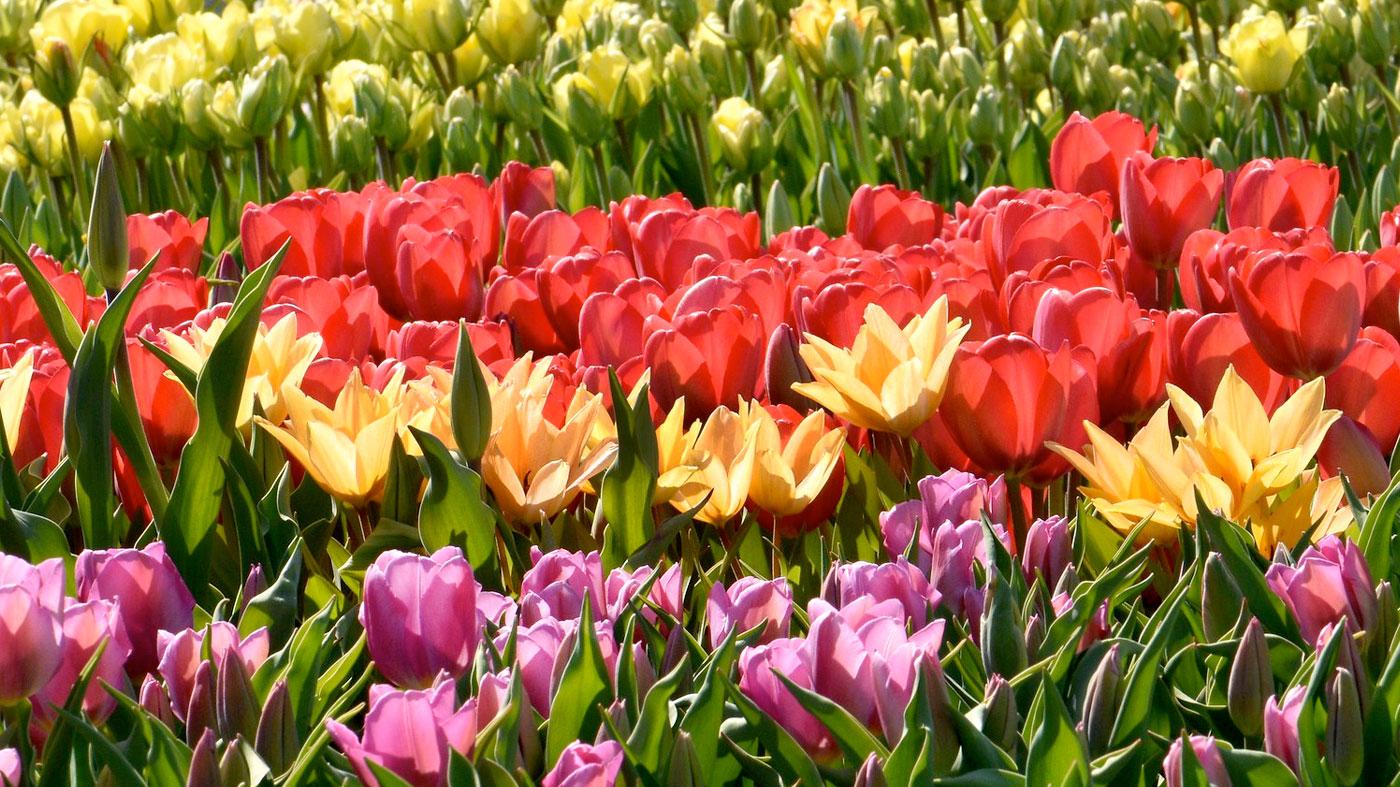 Spring Blooms in Colored Pencil: Online