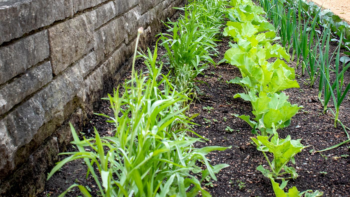 Spring Vegetable Growing