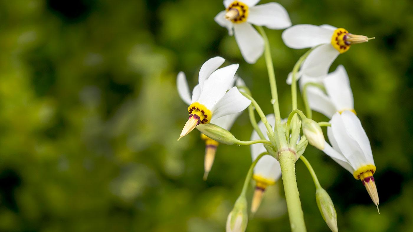 Ephemeral Spring Wildflowers