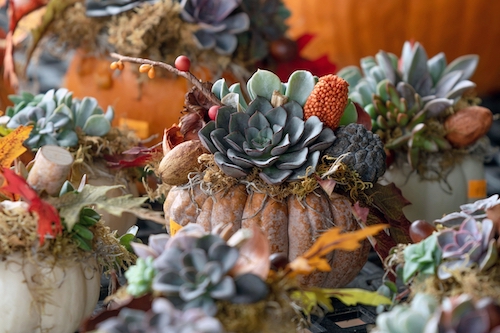 Living Succulent Pumpkin Centerpiece
