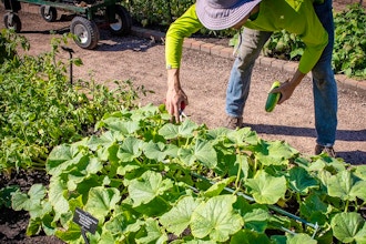 Summer Garden Maintenance