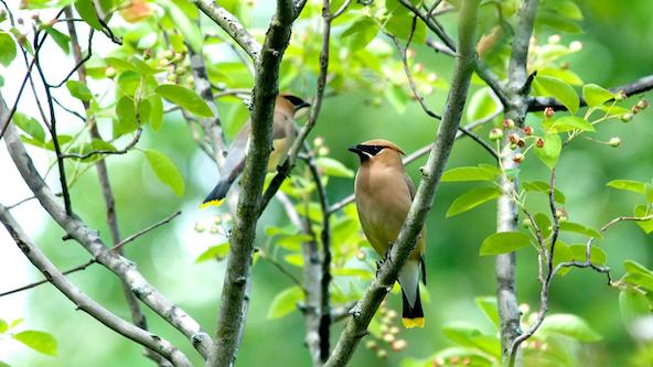 Bird Walk: Summer Nesting Birds