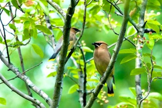 Bird Walk: Summer Nesting Birds
