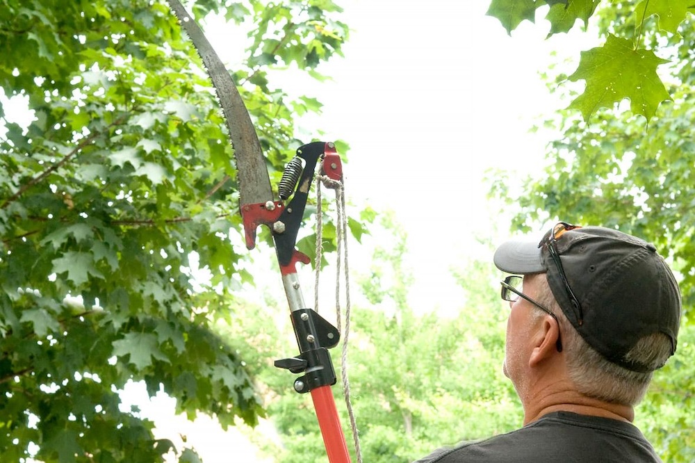 Hands-on Gardening: Summer Pruning