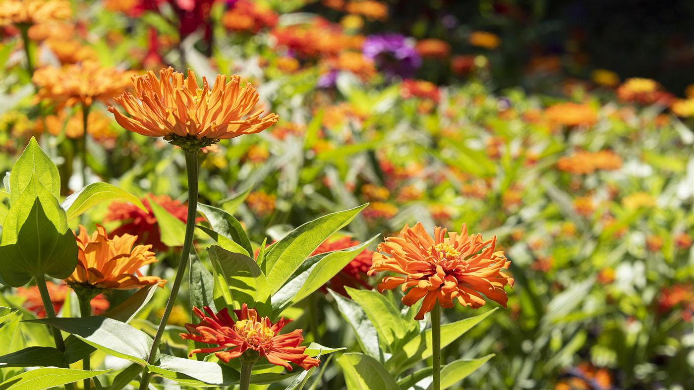 Designing the Sunny Border [Class in Online] Chicago Botanic Garden