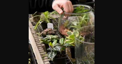 STEM: Ecosystems in Terrariums