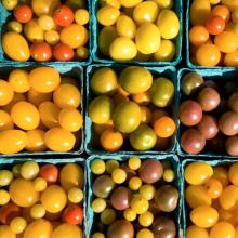 Tasty Tomatoes