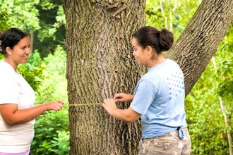 Tree Measurements and Terminology