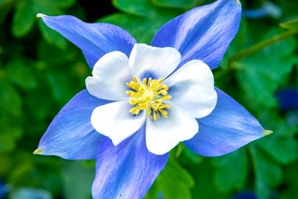 True Blue Flowers in the Garden