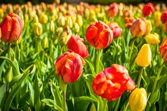 Natural History of the Tulip