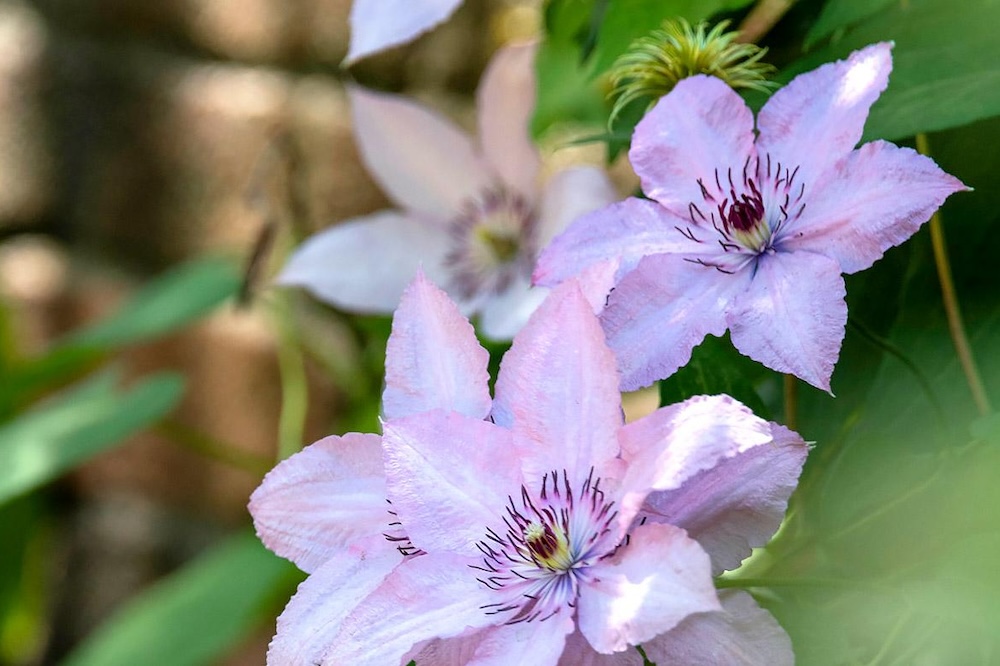 Ground Covers and Vines