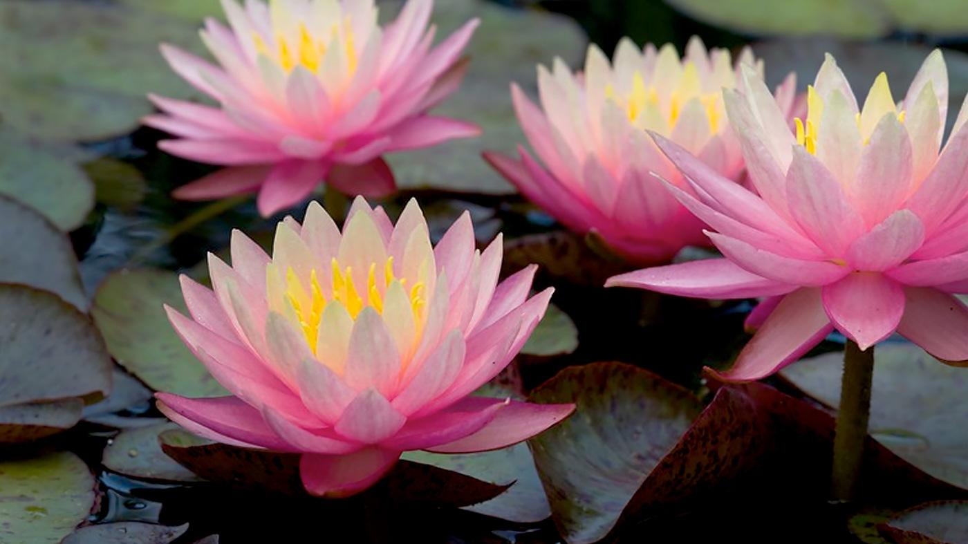 Botanical Art: Waterlilies