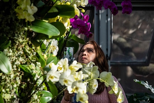 Forest Bathing with the Orchids