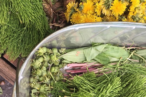 Herbs for Spring Wellness