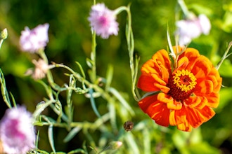 Best Wildflowers for Home Gardens