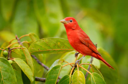 Birdwatching Basics (Remote Live)