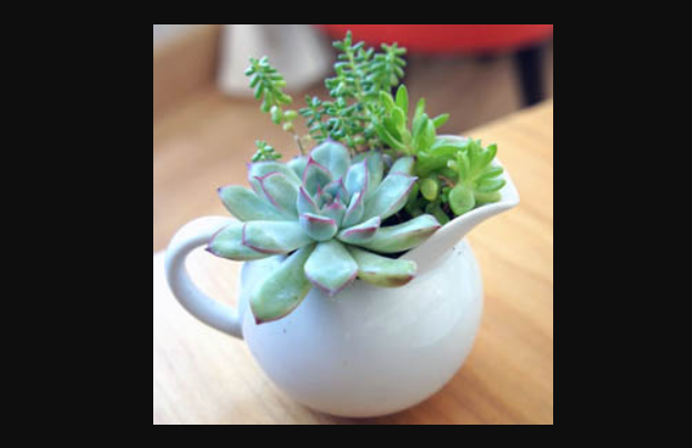 Succulent Superstars (Remote Live)