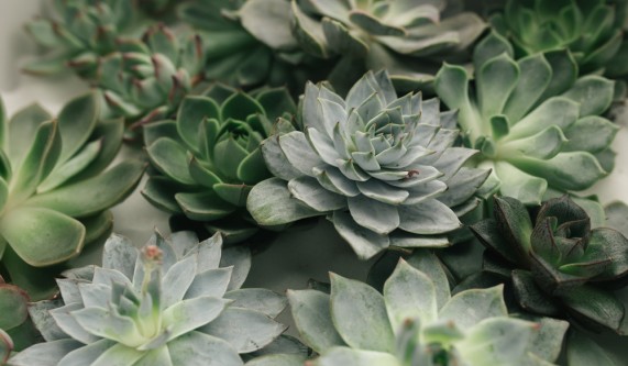 Succulent Centerpieces: Living Arrangements