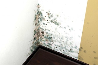 Mold Inspection and Assessment - 601