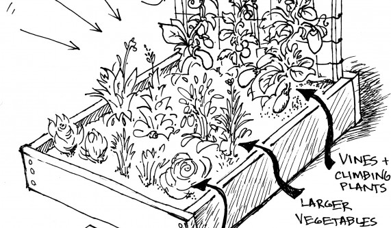 Planning Your Edible Garden