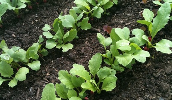 Seed Starting Fundamentals Gardening Classes Chicago