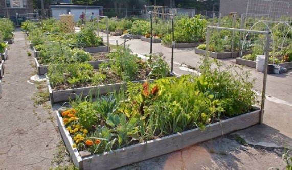 Square Foot Gardening Gardening Classes Chicago Coursehorse