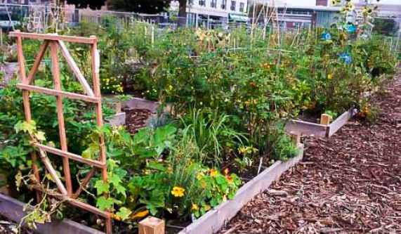 Peterson Garden Project Cooking Schools Chicago Coursehorse