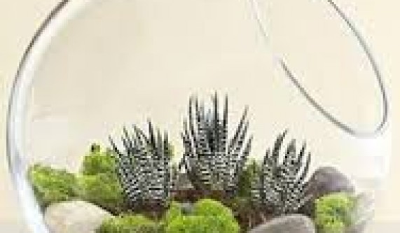 Terrarium Maker's [Class in Chicago] Evanston Art Center CourseHorse