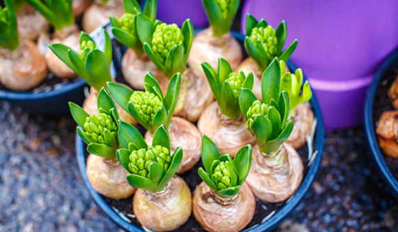 Spring Bulb Plants: Creating a Living Garden