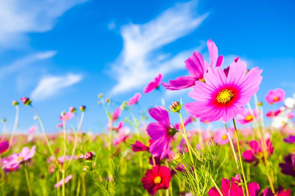 March into Spring Flowers