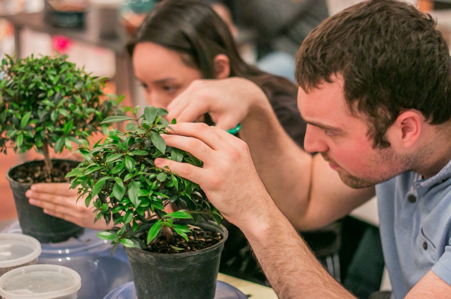 bonsai2.jpg