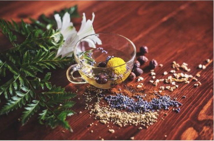 Introduction To Holistic Herbalism & Wild Medicine