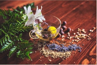 Introduction To Holistic Herbalism & Wild Medicine