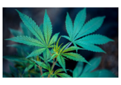 Introduction to Cannabis Cultivation (Online)