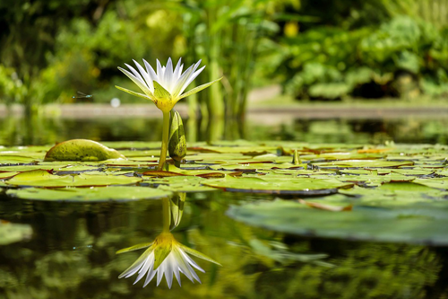 Thriving through Uncertainty