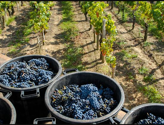 New World Wine: Next Level Wine Course