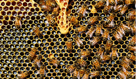 Beginning Beekeeping