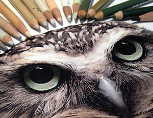 Learn To Draw Realistically Wildlife Grades 3 5 Kids Drawing