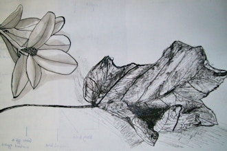 Summer Camp: Drawing Nature- From Flowers (Grades K-2)