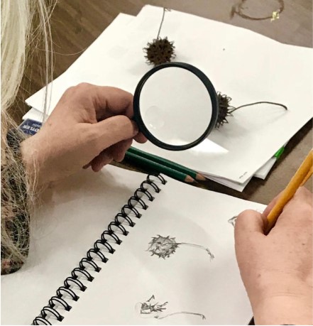 Botanical Drawing
