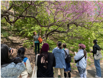 Wild Weeds and Foraged Medicine Walk