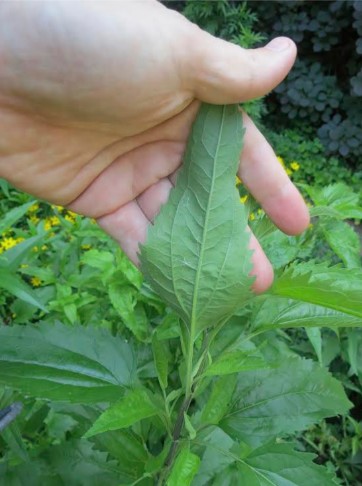 1/2 Day Herbal Workshop in the Catskills