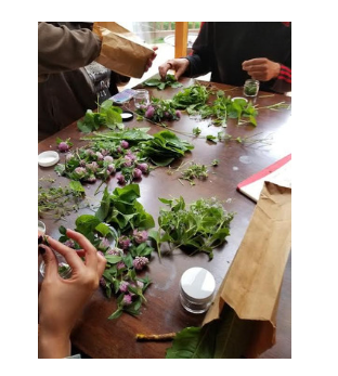 Introduction to Herbalism: Part 2
