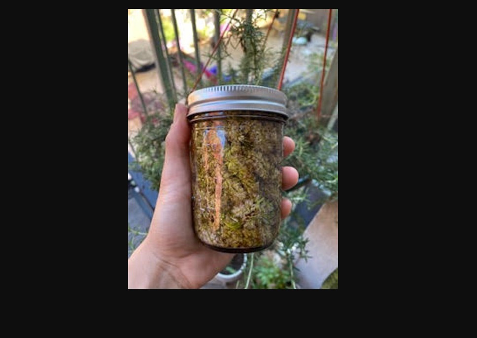 Spring Cleaning: Herbs for Allergy Relief and Seasonal Shifts