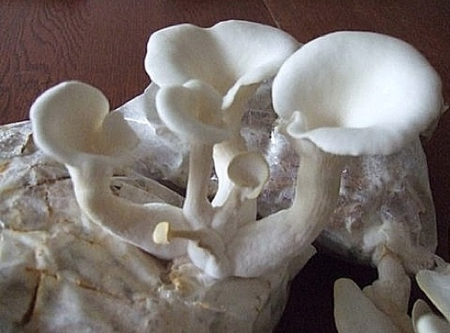 Mushroom Cultivation for City Dwellers